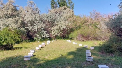Certificaron la exportación de abejas reina y acompañantes desde Río Negro a Italia y España